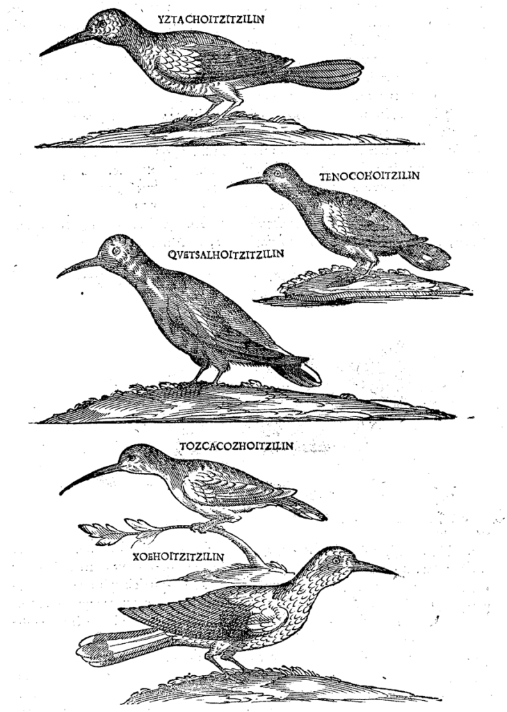 Animalia immagine laterale