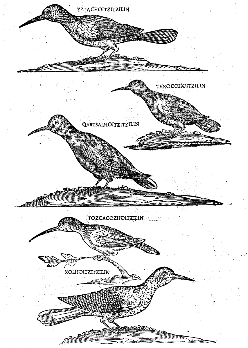 Animalia immagine laterale